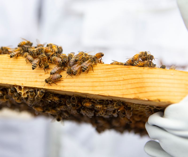 Beekeeper holding a 'honey frame' covered in bees