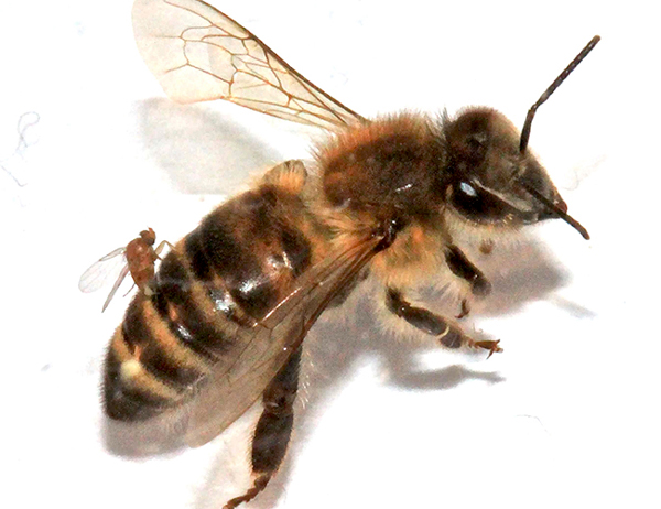 Close up of a bee